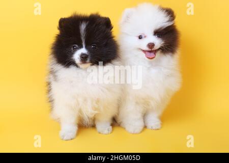 allegro carino cuccioli spitz Foto Stock