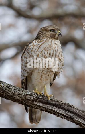 Falco a spalla rossa, Buteo lineatus, immaturo Foto Stock