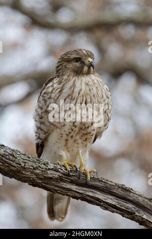 Falco a spalla rossa, Buteo lineatus, immaturo Foto Stock