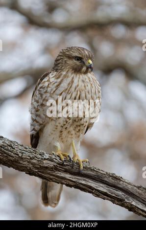 Falco a spalla rossa, Buteo lineatus, immaturo Foto Stock