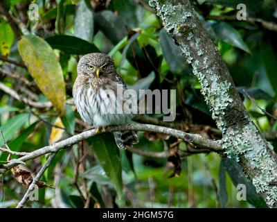 Primo piano di gufo pygmy andino (Glaucidium jardinii) nascosto in albero guardando direttamente la fotocamera a Vilcabamba, Ecuador. Foto Stock