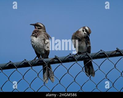 Primo piano di due Mockingbirds a coda lunga (Mimus longicaudatus) arroccato su filo recinzione contro sfondo blu Vilcabamba Ecuador. Foto Stock