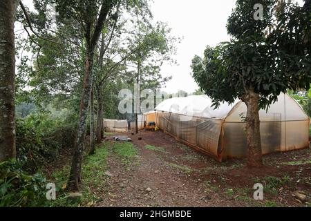 Contea di Kiambu, Kenya. 19th Jan 2022. Una casa verde dove le uova di mosca del soldato nero sono raccolte e schiusa alla fattoria nella bassa Kabete. Zihanga (che significa Zero Hunger) è un'azienda agricola di riciclaggio dei rifiuti organici, come i rifiuti animali provenienti dai macelli e i rifiuti alimentari di mercato, che alimenta i rifiuti alle bugie soldato nere (nome scientifico: Hermetia illucens), a loro volta producendo proteine animali e ricchi compost organici. La fattoria impiega 6 giovani uomini e offre corsi di formazione per gli agricoltori sulla coltivazione Black Soldier Fly. (Foto di Boniface Muthoni/SOPA Images/Sipa USA) Credit: Sipa USA/Alamy Live News Foto Stock