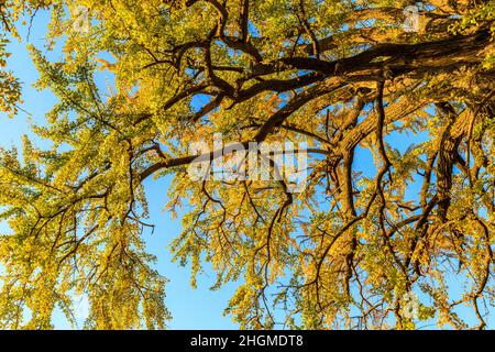 Bellissimo autunno Ginkgo. Giallo ginkgo albero in autunno stagione. Foto Stock