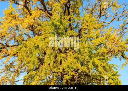 Le foglie di Ginkgo stanno passando dal verde al giallo. Bellissimo autunno Ginkgo. Foto Stock