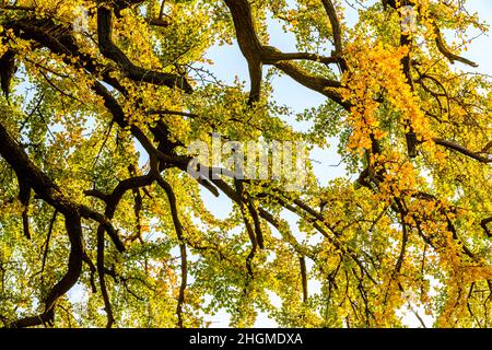 Le foglie di Ginkgo stanno passando dal verde al giallo. Bellissimo autunno Ginkgo. Foto Stock