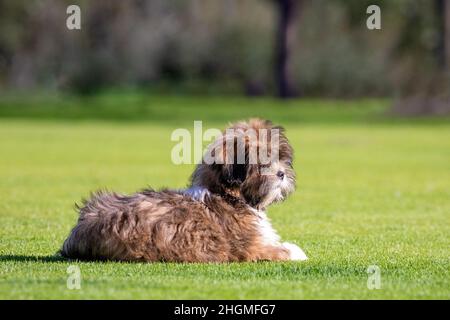 Lhasa Apso Puppy Foto Stock