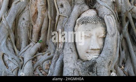 La testa di Buddha è incastonata in un albero banyan a Wat Mahathat, un tempio buddista ad Ayutthaya, un'ex capitale della Thailandia e un sito patrimonio dell'umanità Foto Stock