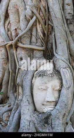 La testa di Buddha è incastonata in un albero banyan a Wat Mahathat, un tempio buddista ad Ayutthaya, un'ex capitale della Thailandia e un sito patrimonio dell'umanità Foto Stock