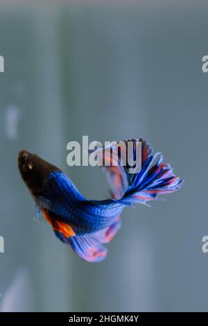 bel piccolo betta pesce, betta pesce su sfondo semplice Foto Stock