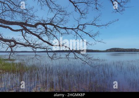 Passeggiata vicino al lago tra gli alberi in una soleggiata primavera giorno. Barche con remi ormeggiati alla riva. Grandi pietre ricoperte di muschio giacciono sull'erba verde. R Foto Stock