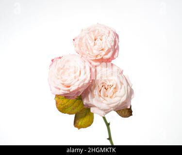 Fiori rosa pallido isolati su sfondo bianco. Foto Stock