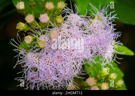 Mazzo di fiori di cromolaena odorata di colore viola. È un arbusto perenne. Messa a fuoco selettiva utilizzata. Foto Stock