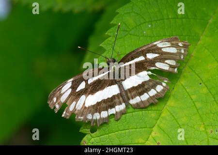 Farfalla marinaio comune anche noto come Neptis hylas che è la specie di farfalla ninfalide trovato nel subcontinente indiano. Messa a fuoco selettiva utilizzata. Foto Stock