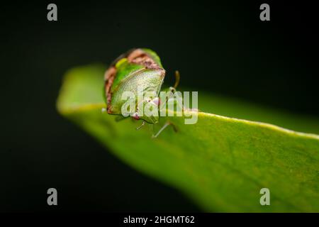 Primo piano di insetti Green Shield sul bordo della foglia. Messa a fuoco selettiva utilizzata. Foto Stock