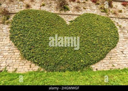 Primo piano di una verde pianta del superriduttore a forma di cuore su un muro di pietra, arte topiaria a Bergamo, Lombardia, Italia, Europa. Foto Stock