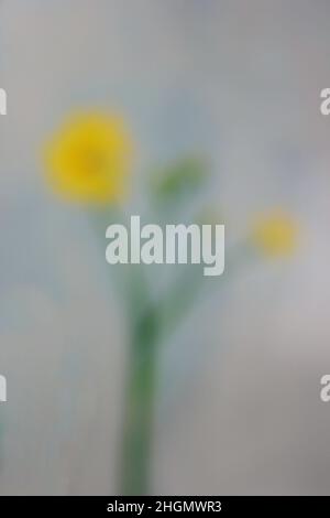 Bokeh sognante di bellissimi fiori selvatici gialli che crescono nel sole luminoso. Foto Stock