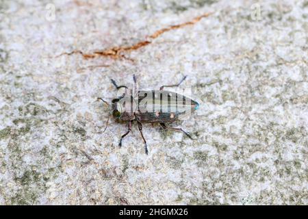 Un bellissimo scarabeo metallico - Chrysobothritis affinis, Buprestigidae, seduto sulla corteccia di un albero nella foresta. Foto Stock