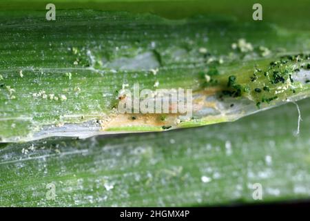 Bruco di porri o minatore di foglie di cipolla Acrolepia assectella famiglia Acrolepiidae. È specie invasive un parassita di raccolti di porri. Foto Stock