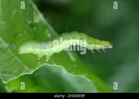 L'argento Y (Autografa gamma) Caterpillar su una foglia danneggiata di rafano. Le brughiere di questa falce di owlet sono parassiti più di 200 specie di piante. Foto Stock