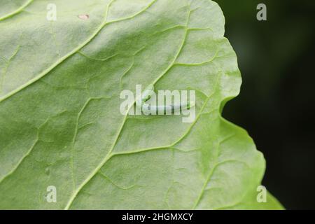 bruco di MOTH su una foglia. Foto Stock