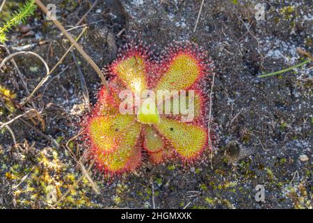 Rosetta singola di Drosera cuneifolia in habitat naturale sul Table Mountain National Park a sud di Città del Capo nel Capo occidentale del Sud Africa Foto Stock