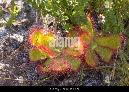 Drosera cuneifolia nella riserva naturale di Silvermine a sud di Città del Capo nel Capo Occidentale del Sud Africa Foto Stock