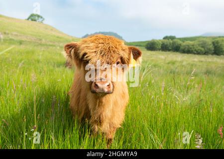 Vitello di mucca delle Highland - Scozia, Regno Unito Foto Stock