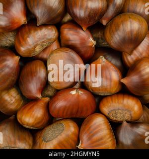 Castagne, superficie e sfondo. Noci commestibili di castagno dolce, Castanea sativa. Possono essere consumati crudi, canditi, cotti, macinati o arrostiti. Foto Stock