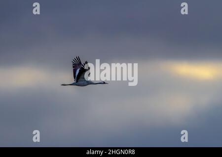 Una gru comune adulta (Grus grus) vola su un cielo nuvoloso con il sole che filtra attraverso le nuvole Foto Stock