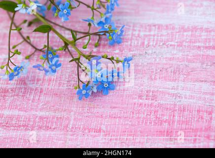 Fiori di Forgetmenot su superficie di legno Foto Stock