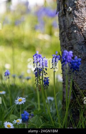 meravigliosi giacinti di uva viola nel giardino Foto Stock
