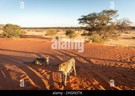 Due ghepardi (Acinonyx jubatus) guardando, deserto di Kalahari, Namibia. Foto Stock