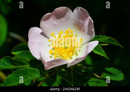 Rosa selvaggia, Regno Unito Foto Stock