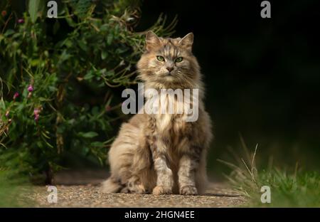 Primo piano di un gatto domestico a capelli lunghi all'aperto in estate, Regno Unito. Foto Stock