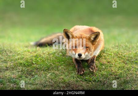 Primo piano di una volpe rossa (Vulpes vulpes) adagiata su erba verde. Foto Stock