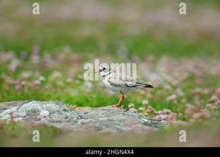 Plover ad anello (Charadrius hiaticula) su una zona costiera dell'isola di Noss, Scozia. Foto Stock