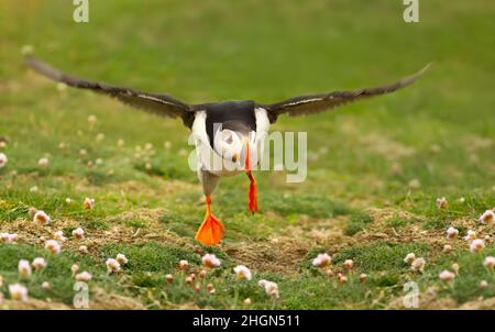 Primo piano del puffin Atlantico decollo a Noss Island, Shetland Islands, Regno Unito. Foto Stock