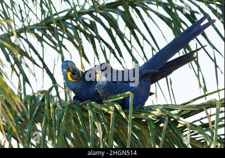 Primo piano di due macaws Hyacinth arroccato in una palma, Pantanal meridionale, Brasile. Foto Stock