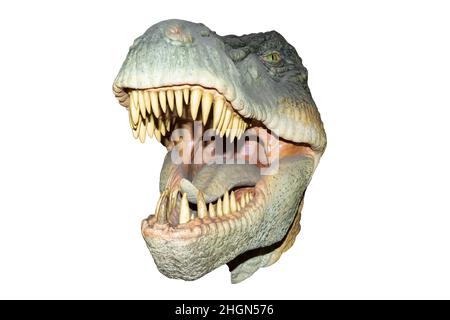 Testa di un dinosauro su sfondo bianco chiaro. Foto Stock