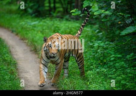 Una tigre maschile piena di coltivazione cammina nella foresta monsonica verde del Parco Nazionale di Pench, la gamma Khursapar, Madhya Pradesh Foto Stock