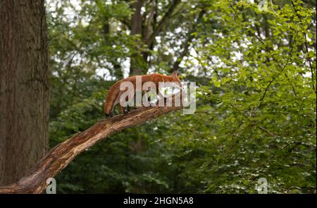 Volpe rossa (Vulpes vulpes) che si arrampica su un ramo di legno, Regno Unito. Foto Stock