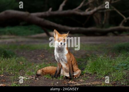 Primo piano di una volpe rossa (Vulpes vulpes) seduta nella foresta, Regno Unito. Foto Stock