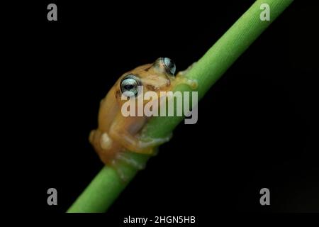 Ritratto della rana del cespuglio di Uthaman su un fusto con sfondo nero e illuminazione diffusa. Foto Stock