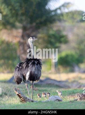 Primo piano di una Grande rhea (Rhea americana) con pulcini in erba, Pantanal, Brasile. Foto Stock