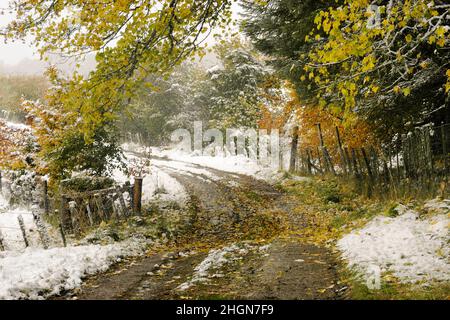 Autunno neviche vicino Home Farm, Tomich in Scozia Foto Stock