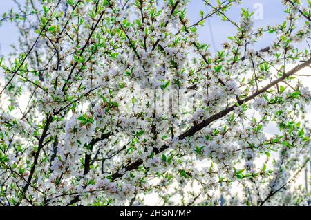 Ciliegia cinese fiorita in primo piano bianco primavera Foto Stock