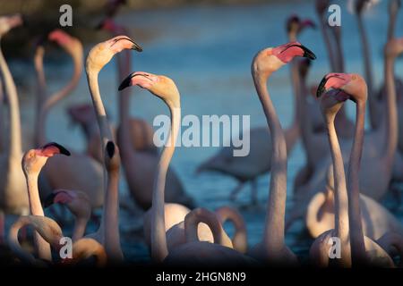 Primo piano del gruppo di Flamingos in Camargue, Francia. Parc ornithologique de Pont de Gau, Camargue, Francia Foto Stock