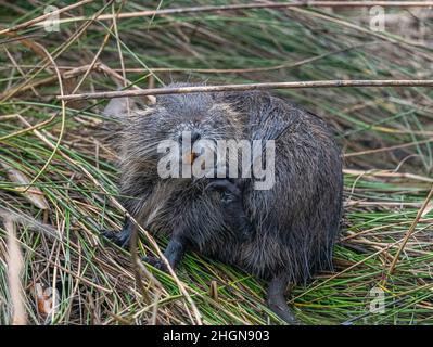 Il coypu (Myocastor coypus), noto anche come ratto fluviale o nutria, è un grande roditore erbivoro, semiacquatico e membro unico della famiglia Myocastoridae Foto Stock