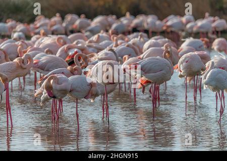 Primo piano del gruppo di Flamingos in Camargue, Francia. Parc ornithologique de Pont de Gau, Camargue, Francia Foto Stock